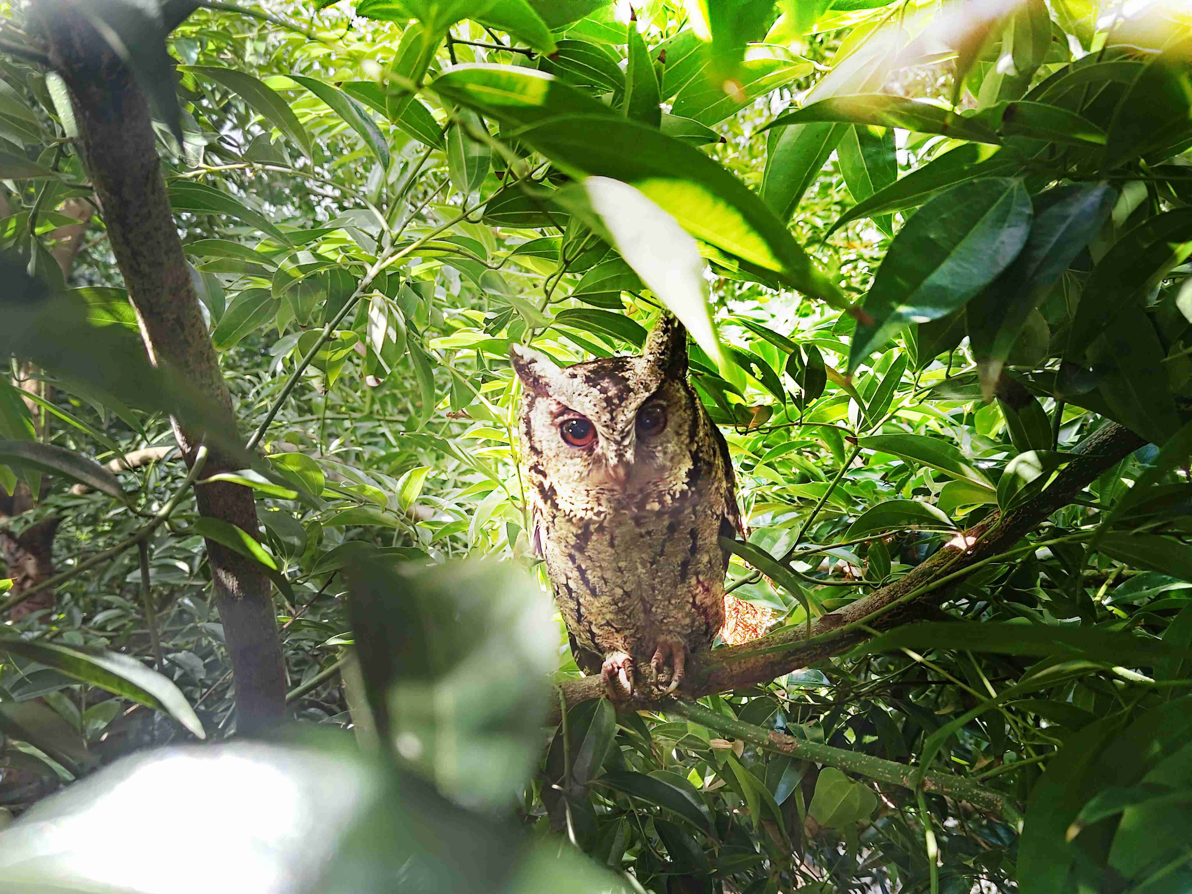 红龙扑克致力提倡净零绿生活，，，，16年以来在全球各厂区植树逾百万棵，，造就各厂区树木蔚然成林，，犹如森林工厂，，，成为许多生物的栖息地
